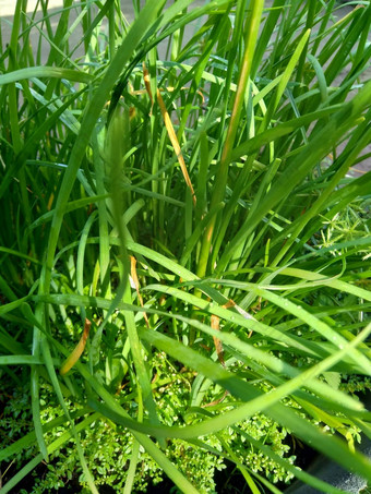 葱属植物tuberosum大蒜细<strong>香葱</strong>东方大蒜亚洲细<strong>香葱</strong>中国人细<strong>香葱</strong>中国人似乎kecaikucai自然背景葱属植物tuberosum地下茎的clump-forming常年植物