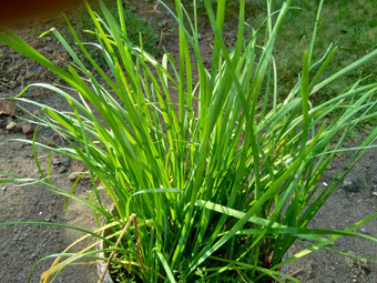 葱属植物tuberosum大蒜细<strong>香葱</strong>东方大蒜亚洲细<strong>香葱</strong>中国人细<strong>香葱</strong>中国人似乎kecaikucai自然背景葱属植物tuberosum地下茎的clump-forming常年植物