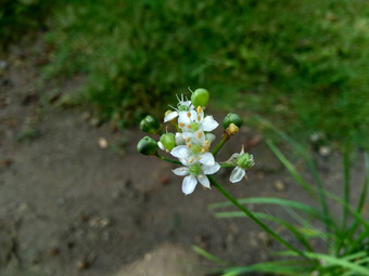 葱属植物tuberosum大蒜细<strong>香葱</strong>东方大蒜亚洲细<strong>香葱</strong>中国人细<strong>香葱</strong>中国人似乎kecaikucai自然背景葱属植物tuberosum地下茎的clump-forming常年植物