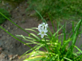 葱属植物tuberosum大蒜细<strong>香葱</strong>东方大蒜亚洲细<strong>香葱</strong>中国人细<strong>香葱</strong>中国人似乎kecaikucai自然背景葱属植物tuberosum地下茎的clump-forming常年植物