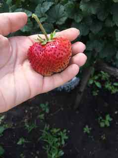 成熟的草莓手收获农村花园