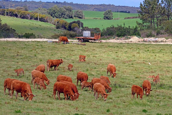 牛年轻的小牛农村葡萄牙