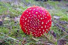 红色的蘑菇森林秋天