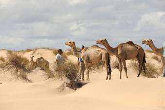 骆驼沙漠