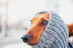 有趣的达克斯猎犬肖像针织围巾