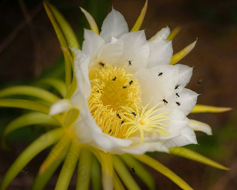 澳大利亚蜜蜂<strong>授粉</strong>龙水果花<strong>授粉</strong>