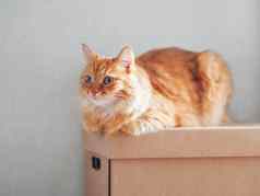 可爱的姜猫说谎纸箱盒子太阳照毛茸茸的宠物国内动物准备好了搬迁