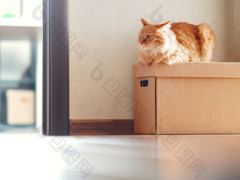 可爱的姜猫说谎纸箱盒子太阳照毛茸茸的宠物国内动物准备好了<strong>搬迁</strong>