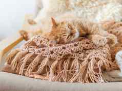 可爱的姜猫睡觉桩衣服毛茸茸的宠物模仿颜色纺织