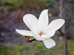 盛开的木兰自然春天背景大美丽的白色花