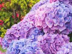 盛开的淡紫色光蓝色的绣球花花关闭照片美丽的花花园