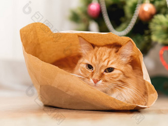 可爱的姜猫隐藏工艺纸袋毛茸茸的<strong>宠物包装</strong>纸圣诞节树舒适的首页装饰一年庆祝活动