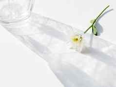 盛开的菊花花说谎用带子束紧影子透明的玻璃花瓶