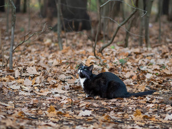 毛茸茸的黑色的猫白色点走公园<strong>流浪动物</strong>森林