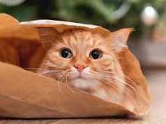 可爱的姜猫隐藏工艺纸袋毛茸茸的宠物包装纸圣诞节树舒适的首页装饰一年庆祝活动