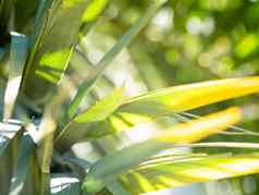 太阳照棕榈树叶子热带树新鲜的绿色树叶