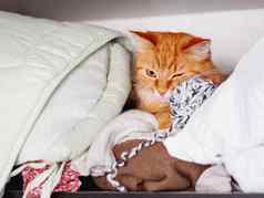 可爱的姜猫睡觉桩衣服毛茸茸的宠物打瞌睡架子上衣柜