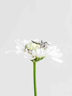 一对婚礼订婚环钻石洋甘菊象征爱婚姻白色花