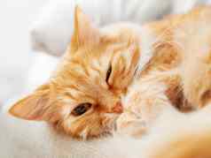 可爱的姜猫打瞌睡关闭照片毛茸茸的宠物脸国内动物盯着相机宏照片猫的眼睛鼻子