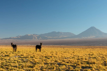 阿塔卡马沙漠智利安第斯山脉南美国美丽的视图景观
