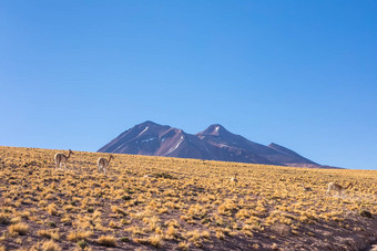 阿塔卡马<strong>沙漠</strong>智利安第斯山脉南美国美丽的视图景观