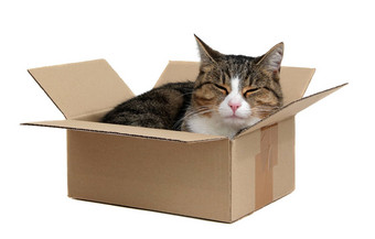 放松可爱的猫删除盒子白色