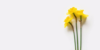 花束那喀索斯水仙花明亮的黄色的花白色背景横幅复制空间