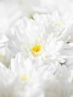 花束白色菊花春天背景花