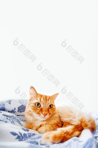 可爱的姜猫有趣的表达式脸谎言床上毛茸茸的宠物定居睡眠玩可爱的舒适的背景早....睡觉前首页鱼眼睛镜头效果的地方文本
