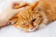 女人抚摸可爱的姜猫说谎白色织物毛茸茸的宠物打瞌睡