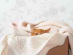 可爱的姜猫盒子针织毛衣好奇的毛茸茸的宠物温暖的米色衣服舒适的首页