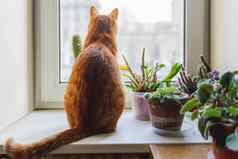 可爱的姜猫坐着窗口窗台上在室内装饰植物舒适的首页背景国内毛茸茸的宠物