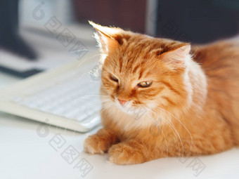 可爱的姜猫说谎白色表格电脑键盘毛茸茸的宠物<strong>打瞌睡</strong>自由工作