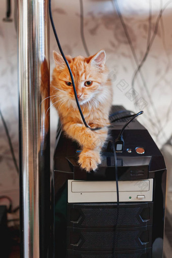可爱的姜猫坐着表格电脑系统单位