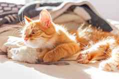 可爱的姜猫玩玩具鼠标毛茸茸的宠物说谎床上舒适的首页