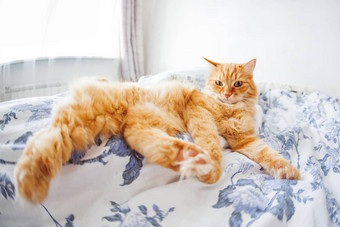 可爱的姜猫有趣的表达式脸谎言床上毛茸茸的宠物舒适定居睡眠玩可爱的舒适的背景早....睡觉前首页鱼眼睛镜头效果