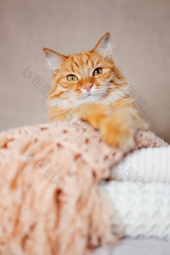 可爱的姜猫谎言桩针织羊毛衣服温暖的针织毛衣围巾折叠堆舒适的首页背景毛茸茸的宠物