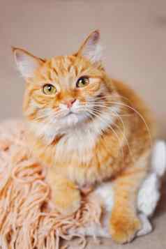 可爱的姜猫谎言桩针织羊毛衣服温暖的针织毛衣围巾折叠堆舒适的首页背景毛茸茸的宠物