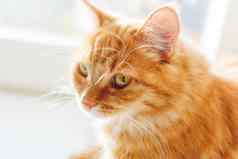 可爱的姜猫坐着窗口窗台上舒适的首页背景国内毛茸茸的宠物阳光