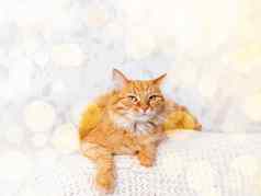 可爱的姜猫针织毛衣好奇的毛茸茸的宠物温暖的米色衣服光灯泡散景舒适的首页