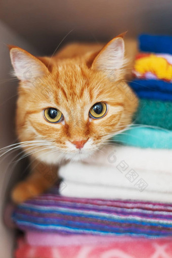 可爱的姜猫隐藏了桩毛巾毛茸茸的宠物持谨慎态度眼睛睡眠被禁止的的地方衣柜清洁熨衣服毛巾