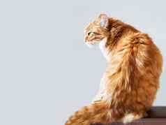可爱的姜猫坐着挥挥手相机毛茸茸的宠物灰色背景肖像国内动物复制空间