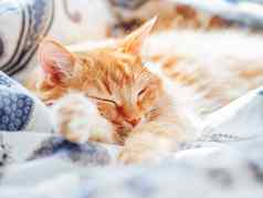 可爱的姜猫睡觉床上毛茸茸的宠物舒适的首页背景