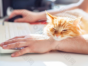 男人。打字电脑键盘可爱的姜猫<strong>打瞌睡</strong>男人的手毛茸茸的宠物拥抱老板工作自由工作