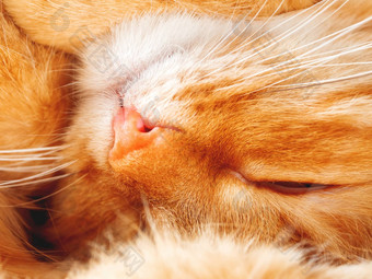 可爱的姜猫打瞌睡关闭照片毛茸茸的宠物脸国内动物睡觉宏照片猫的眼睛皮毛