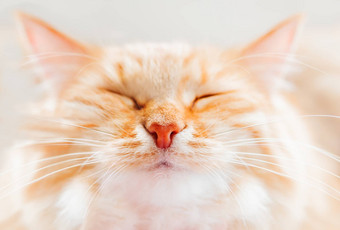 可爱的姜猫打瞌睡关闭照片毛茸茸的宠物脸国内动物眯着眼看快乐宏照片猫的眼睛鼻子