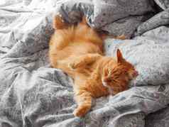 可爱的姜猫说谎床上早....睡觉前舒适的首页毛茸茸的宠物打瞌睡毯子