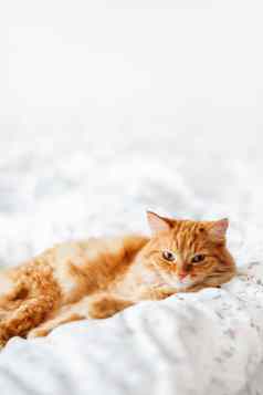 可爱的姜猫说谎床上毛茸茸的宠物舒适定居睡眠舒适的首页背景有趣的宠物复制空间