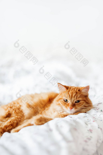 可爱的姜猫说谎床上毛茸茸的<strong>宠物</strong>舒适定居睡眠舒适的首页背景有趣的<strong>宠物</strong>复制空间