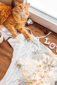 可爱的姜猫说谎木背景装饰毛茸茸的宠物帮助拍摄圣诞节一年平躺生活背景舒适的首页